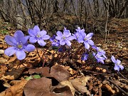 38 Festa di fiori sui sentieri al Monte Zucco - Hepatica nobilis (Erba trinita)